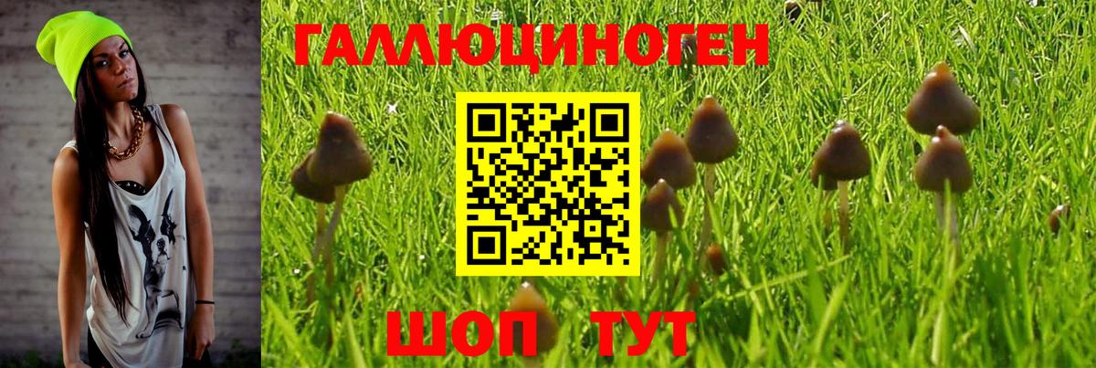 Галлюциногенные грибы Psilocybe Кировск